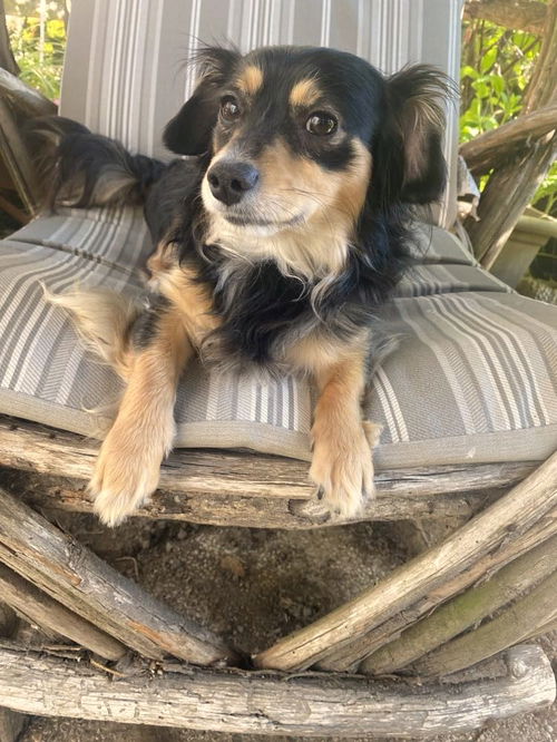 Teddy  a Long Haired Chi Mix