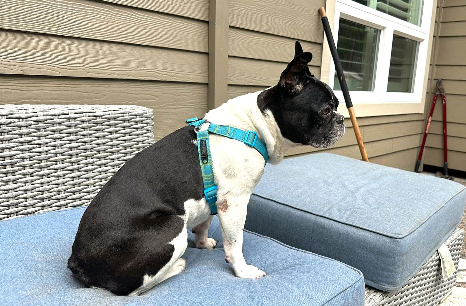 adoptable Dog in Arlington, WA named Booker, French Bulldog male