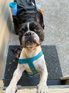 Booker, French Bulldog male