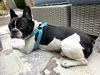 Booker, French Bulldog male