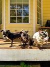 Barney and Griffen, Pug-Chihuahua puppies