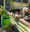 Barney and Griffen, Pug-Chihuahua puppies