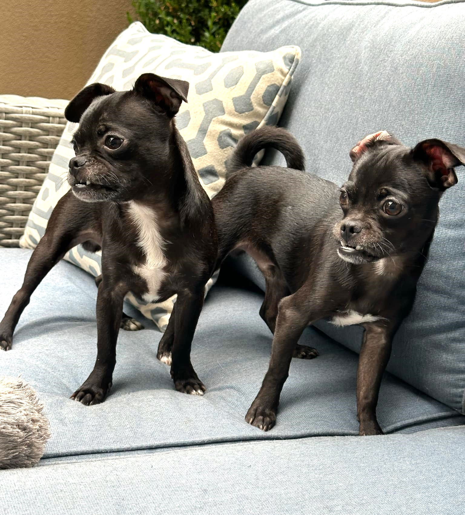 adoptable Dog in Arlington, WA named Barney and Griffen, Pug-Chihuahua puppies