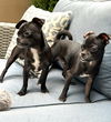 adoptable Dog in  named Barney and Griffen, Pug-Chihuahua puppies