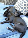 Barney and Griffen, Pug-Chihuahua puppies