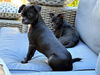 Barney and Griffen, Pug-Chihuahua puppies