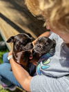 Barney and Griffen, Pug-Chihuahua puppies