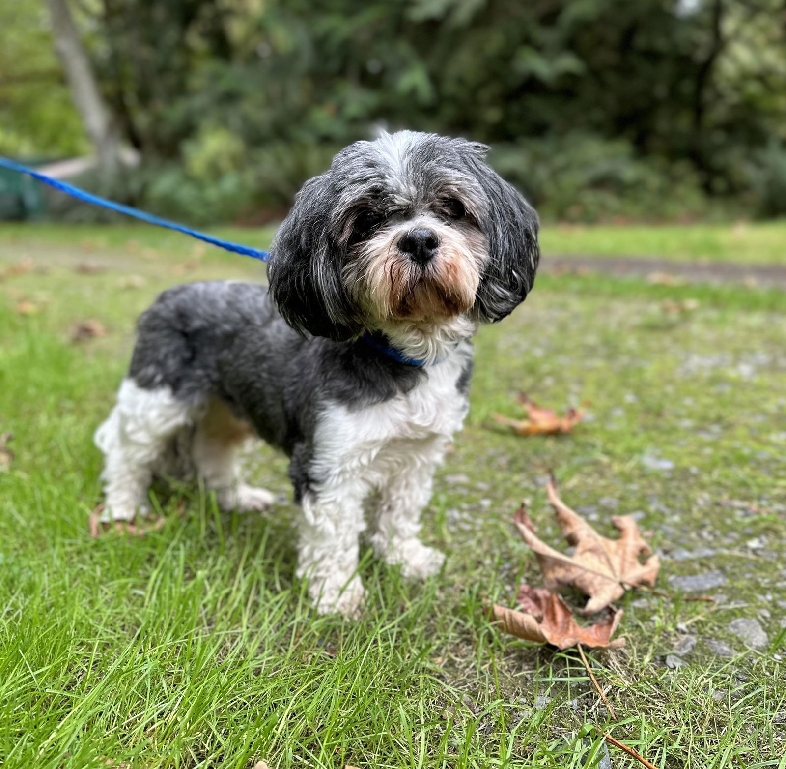 adoptable Dog in Arlington, WA named Charlie a senior Havanese