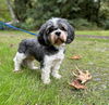 adoptable Dog in  named Charlie a senior Havanese