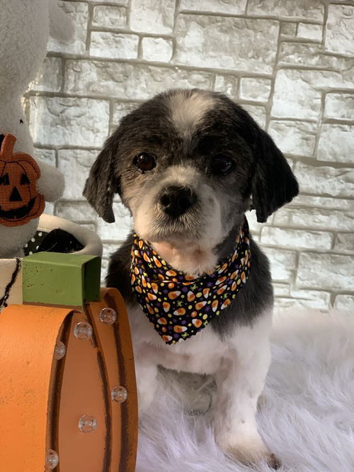 Charlie a senior Havanese