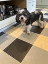Charlie a senior Havanese