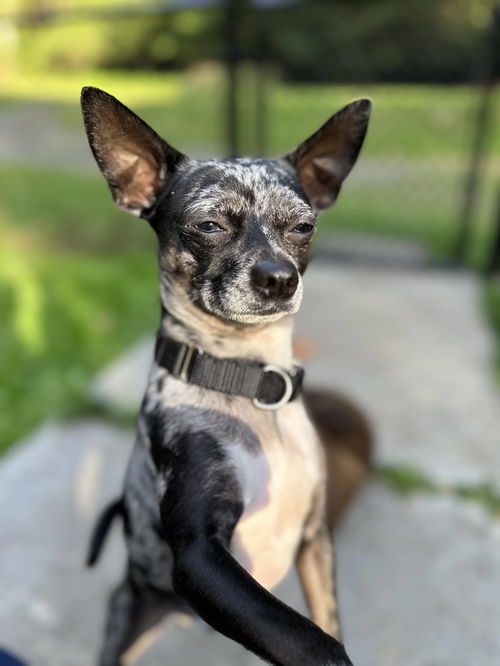 Oliver; A blue Merle Rat Terrier-Chihuahua