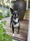 Oliver; A blue Merle Rat Terrier-Chihuahua