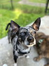 Oliver; A blue Merle Rat Terrier-Chihuahua