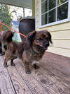 Tonka a brindled Tibetan Spaniel