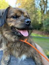 Tonka a brindled Tibetan Spaniel