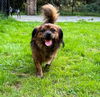 Tonka a brindled Tibetan Spaniel