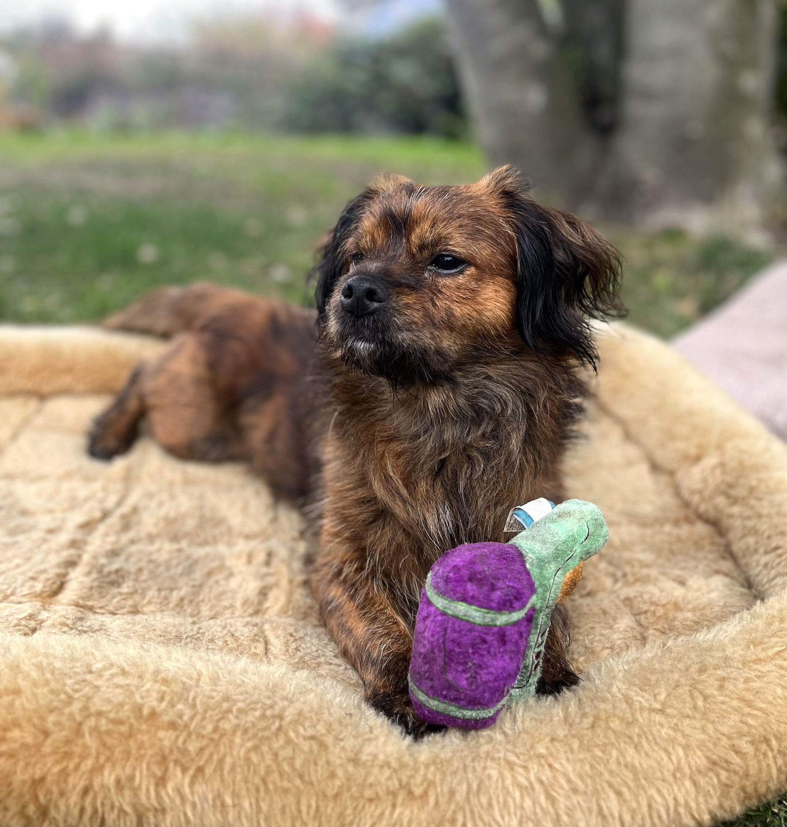 Tonka a brindled Tibetan Spaniel