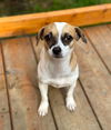 Kaiya, a Chihuahua mix female