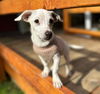 Nala, a Dachshund mix puppy