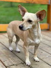 Abigail, (Abby) A female Chihuahua mix