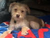 Maya a Terrier-Poodle Mix Puppy