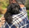 Terrier-Poodle Mix Puppies