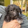 Terrier-Poodle Mix Puppies