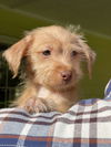 Terrier-Poodle Mix Puppies