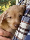 Terrier-Poodle Mix Puppies