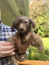 Terrier-Poodle Mix Puppies