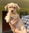 Terrier-Poodle Mix Puppies