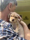 Terrier-Poodle Mix Puppies