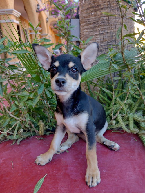 Mickey, a Manchester-Miniature Pincher puppy