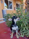 Mickey, a Manchester-Miniature Pincher puppy