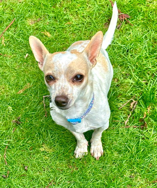 Rocco a Dachshund-Fox Terrier-chi mix