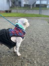 Frosty, a Poodle-Havanese dog