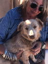 Finn a small Longhaired Dachshund/retreive mix boy