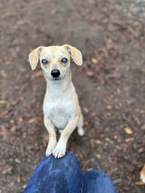 Canela a young Dachshund mix female