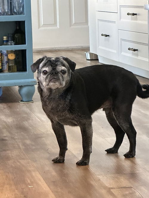 Pugsley a senior Pug