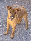 Panela a Mixed breed puppy