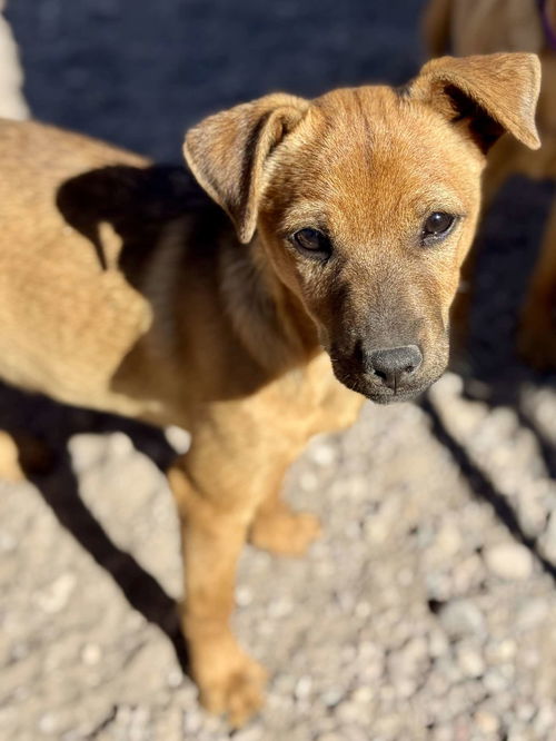 Mango a mixed breed puppy