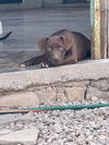 Sugar a chocolate lab mix puppy