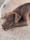 Sugar a chocolate lab mix puppy