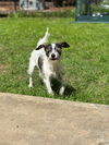 Leo a ChiPoo (Chihuahua-Poodle) Male