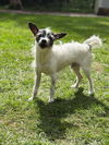 Leo a ChiPoo (Chihuahua-Poodle) Male