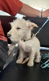 Fabio, a Male terrier mix puppy