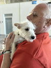 Fabio, a Male terrier mix puppy