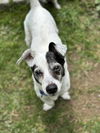 Bernie, a Jack Russell-Basset Hound mix