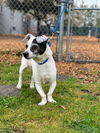 Bernie, a Jack Russell-Basset Hound mix